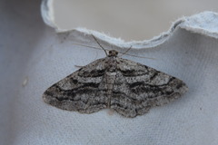 Peribatodes correptaria