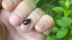 Plagiosterna adamsii