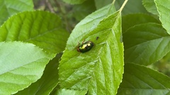 Plagiosterna adamsii