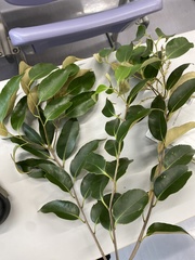 Castanopsis sieboldii