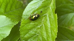 Plagiosterna adamsii