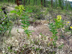 Astragalus saralensis