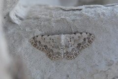 Scopula submutata