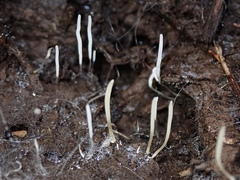 Clavaria tenuipes