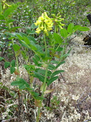 Astragalus saralensis