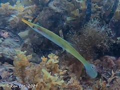 Pencil Weed Whiting photo 4