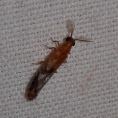 Distremocephalus texanus