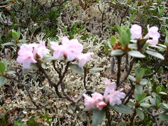 Rhododendron adamsii