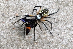 Poecilopompilus algidus