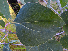 Eucalyptus glaucina