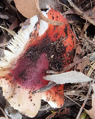Russula persanguinea