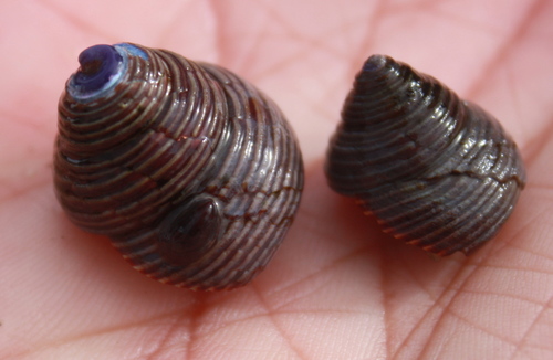 Calliostoma ligatum