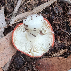 Russula persanguinea