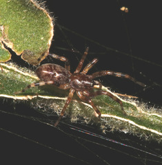 Corinnoidea