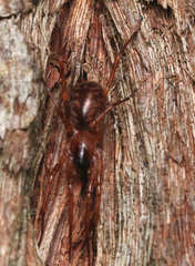 Corinnoidea