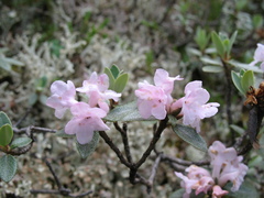 Rhododendron adamsii