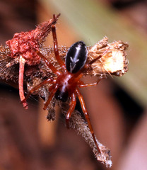 Corinnoidea