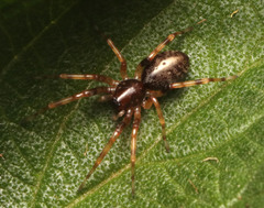 Corinnoidea