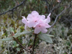 Rhododendron adamsii