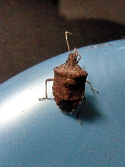 Halyomorpha picus