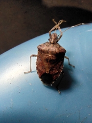 Halyomorpha picus