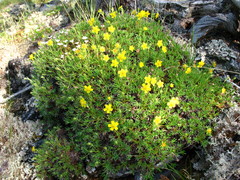 Potentilla biflora