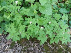 Geranium robertianum