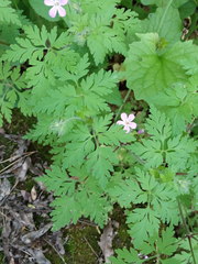 Geranium robertianum