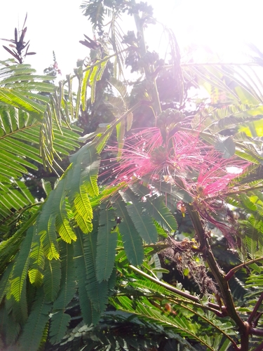 Calliandra houstoniana image