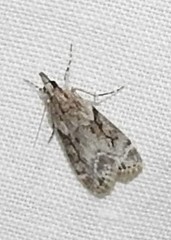 Eudonia rectilinea