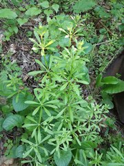 Galium aparine