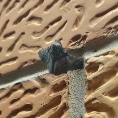 Hypobapta diffundens