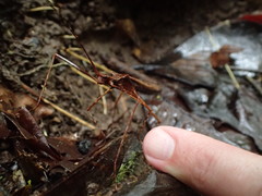 Pseudophasma unicolor