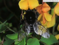 Bombus koreanus