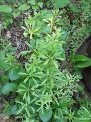 Galium aparine