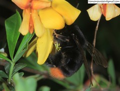 Bombus koreanus