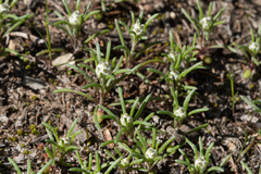 Blennospora drummondii