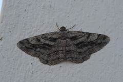 Peribatodes correptaria