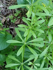 Galium aparine