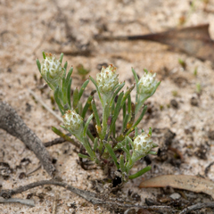 Blennospora drummondii
