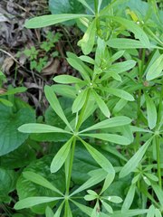 Galium aparine
