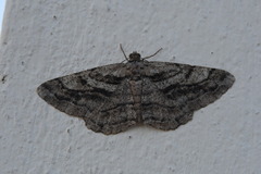 Peribatodes correptaria