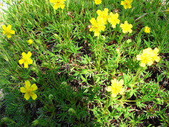 Potentilla biflora