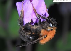 Bombus longipes