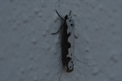 Ethmia bipunctella