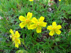 Potentilla biflora