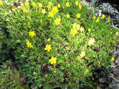 Potentilla biflora