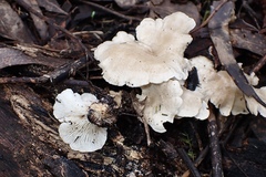 Clitocybe semiocculta