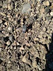 Nyctelia crassecostata