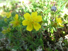 Potentilla biflora